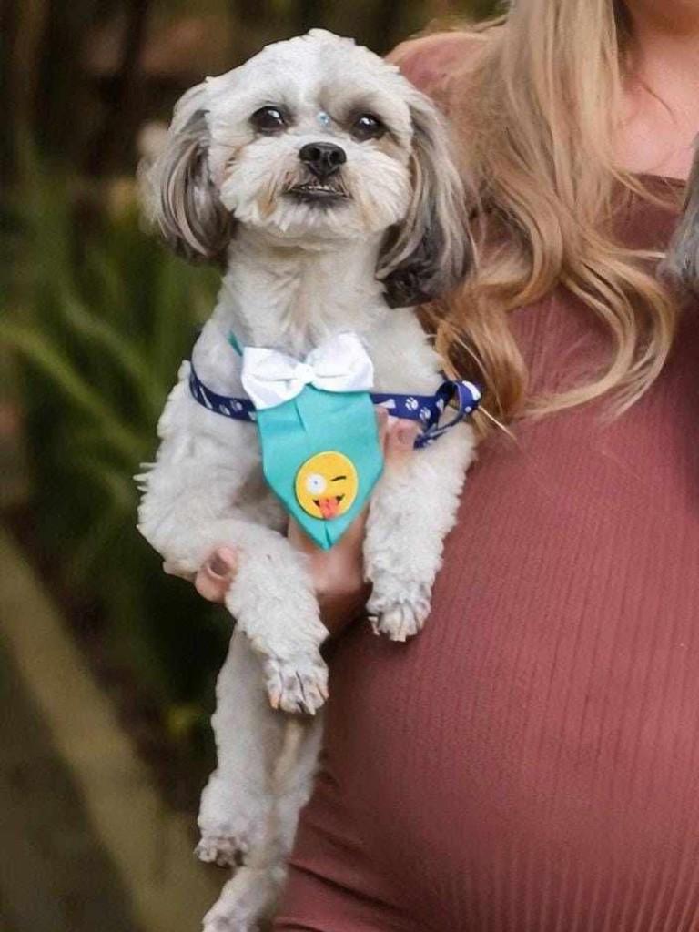 Ozzy, cachorro de porte pequeno para adoção em Erechim - RS