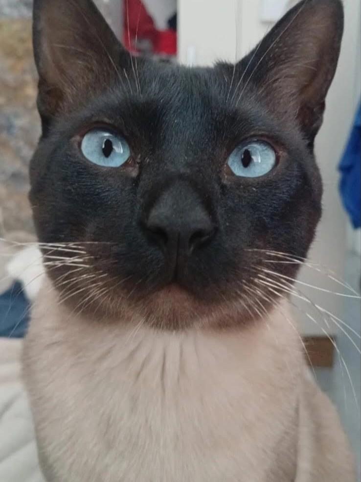 Nescau, gato de porte médio para adoção em Erechim - RS