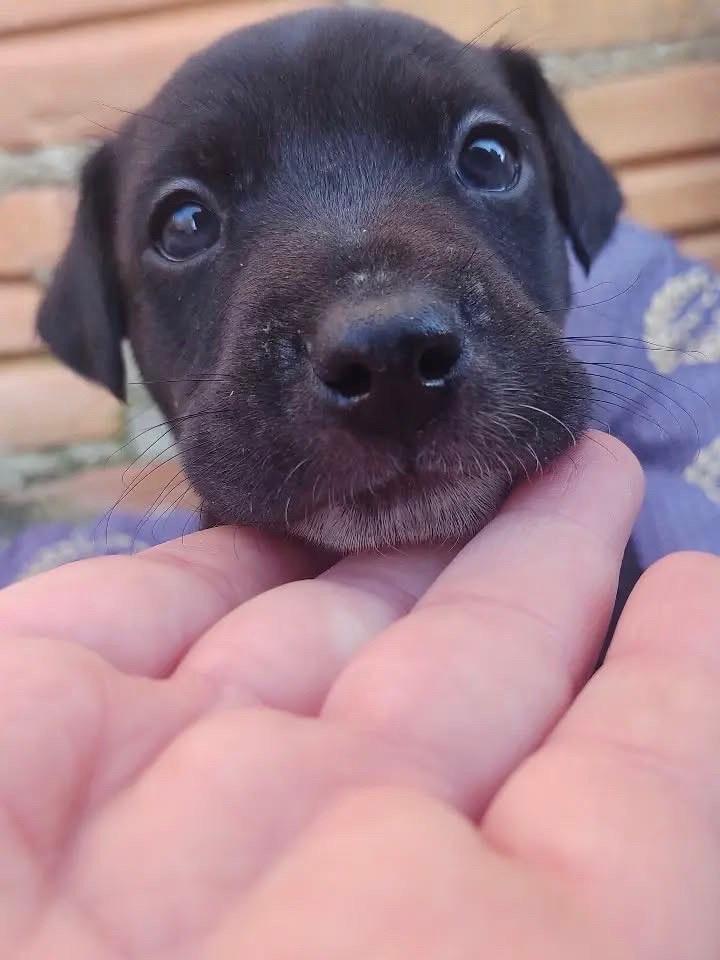 José Afonso, cachorro de porte médio para adoção em Erechim - RS