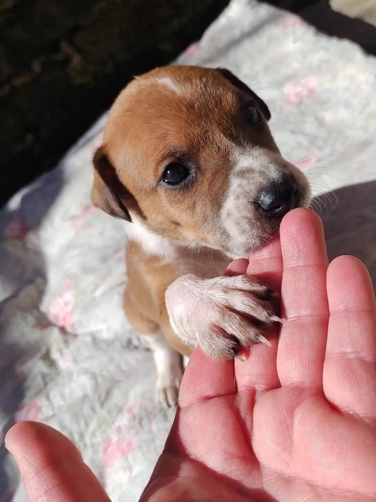 Joãozinho, cachorro de porte médio para adoção em Erechim - RS