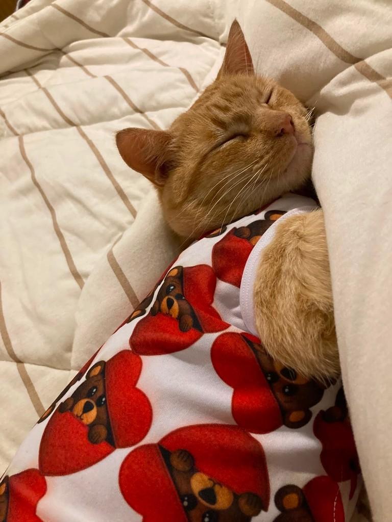 Bergamota, gato de porte pequeno para adoção em Erechim - RS