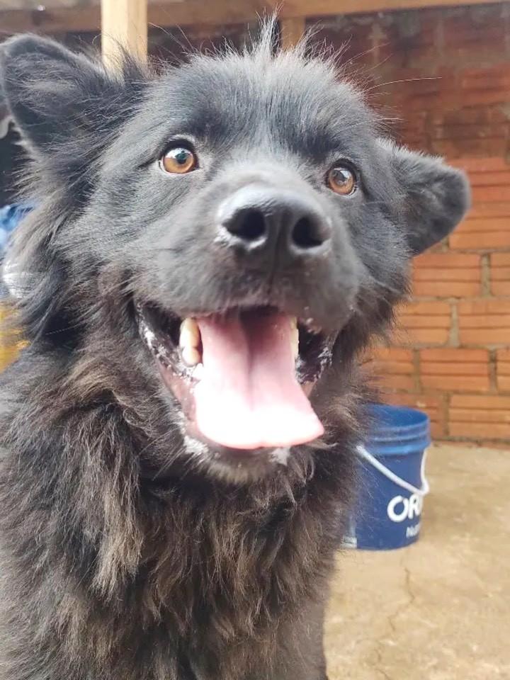 Yuri, cachorro de porte médio para adoção em Erechim - RS