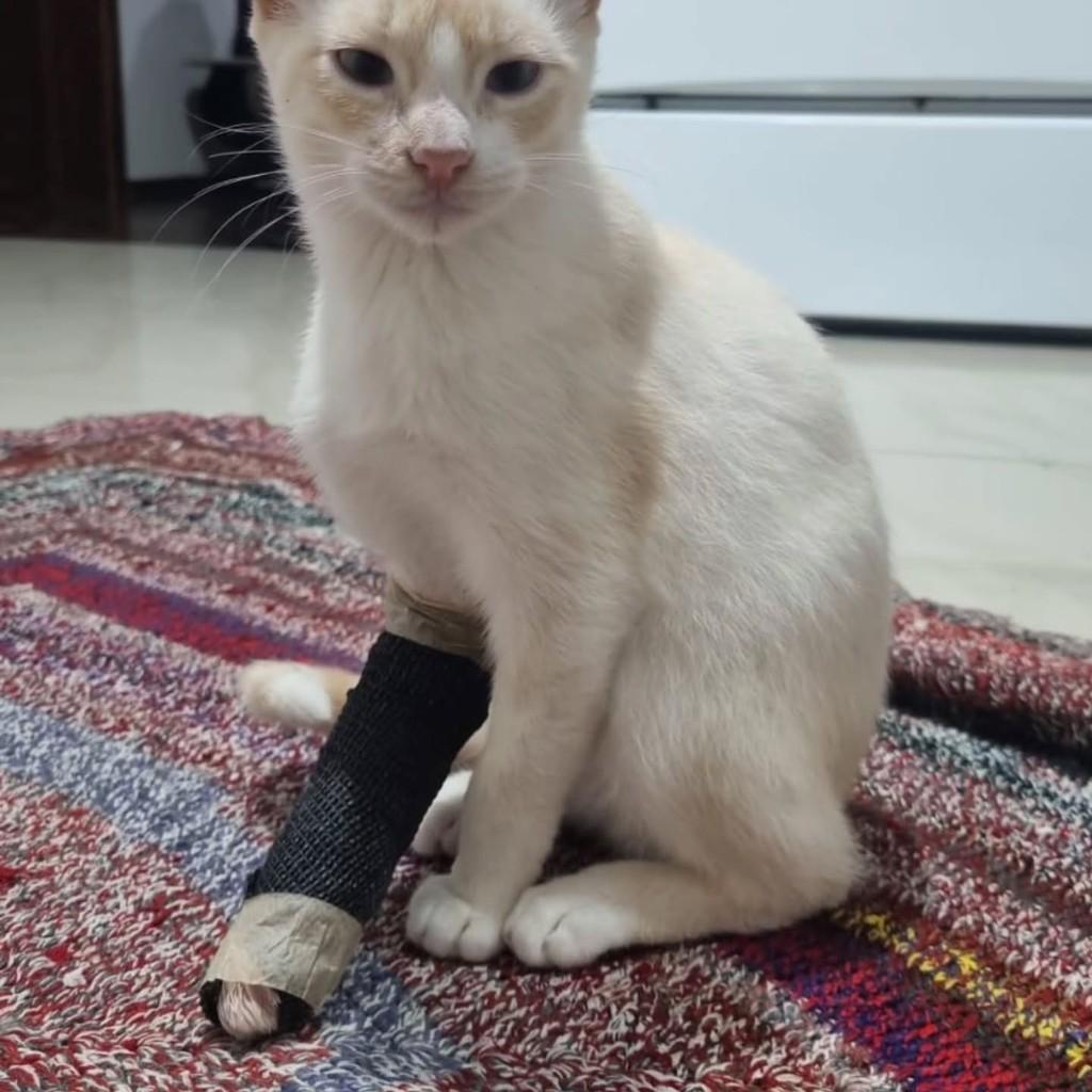 Apolo, gato de porte pequeno para adoção em Erechim - RS