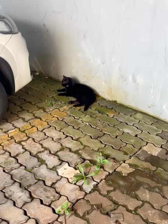 Pretinho, gato de porte pequeno para adoção em Erechim - RS