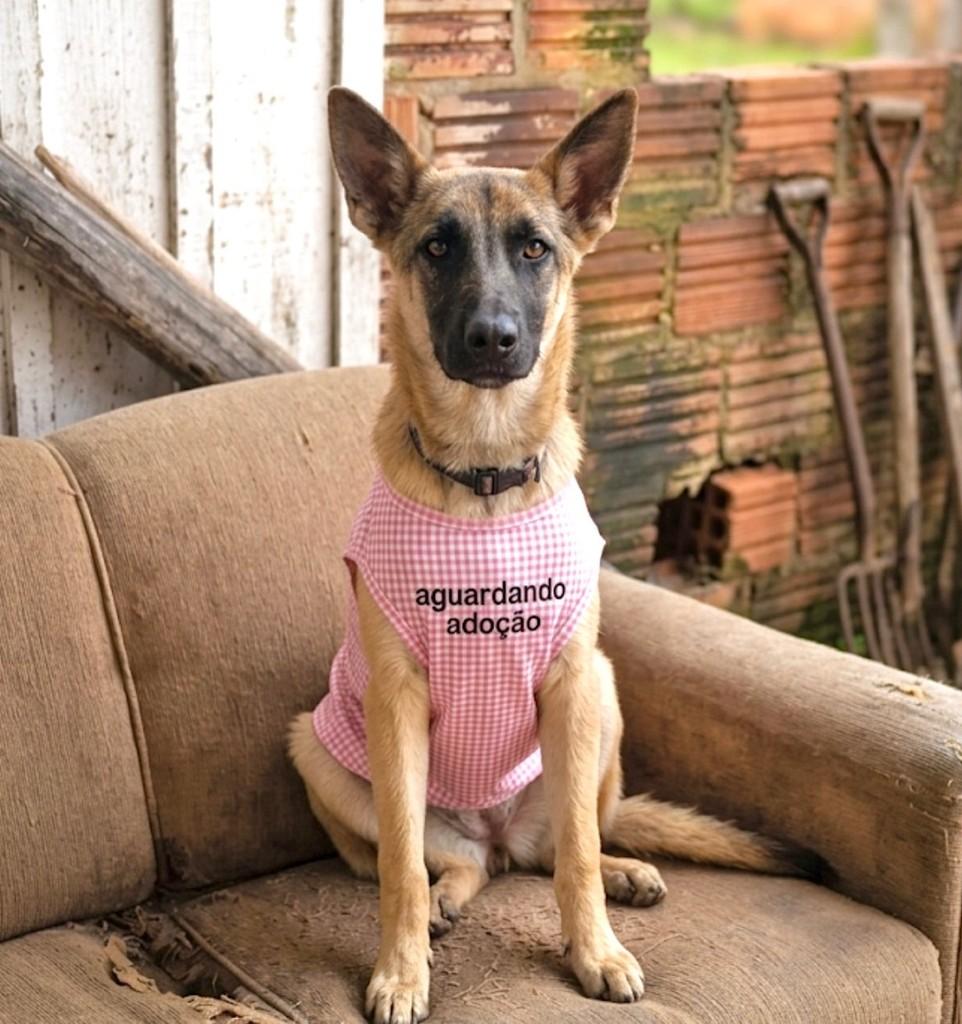 Atena, cachorro de porte médio para adoção em Erechim - RS