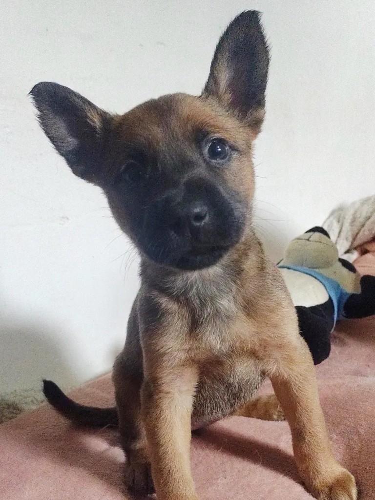 Maria, cachorro de porte médio para adoção em Erechim - RS