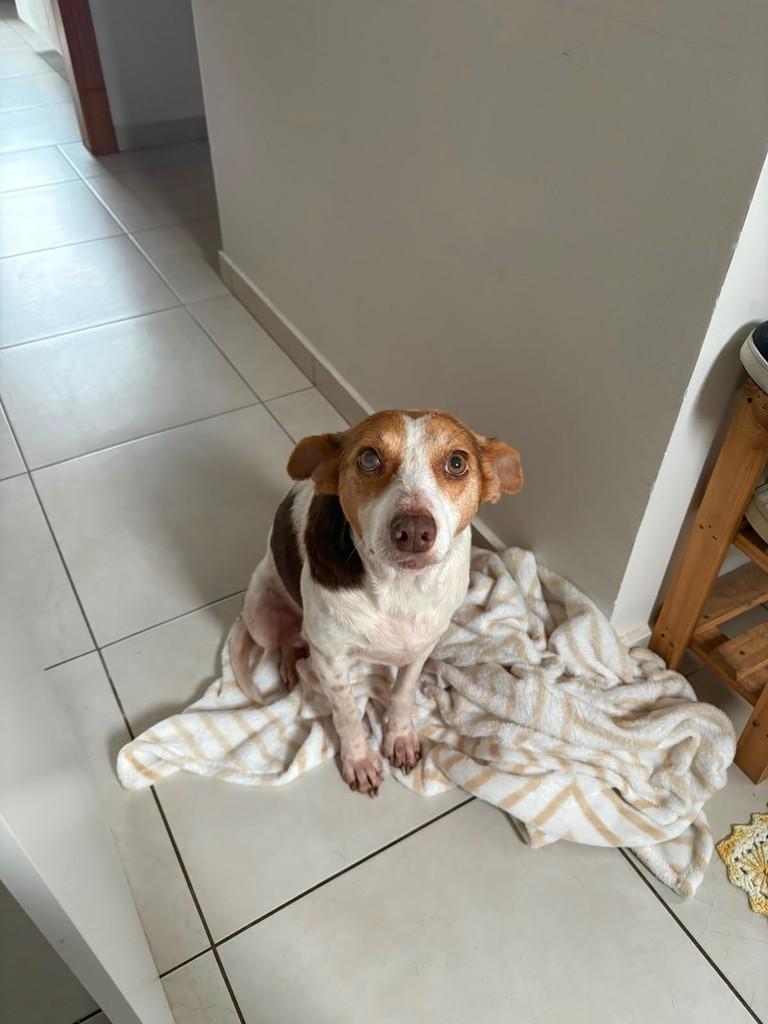 Cookie, cadela de porte médio para adoção em Erechim - RS