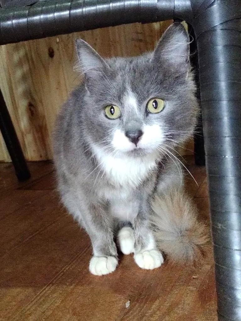 Pedrinho, gato de porte médio para adoção em Erechim - RS