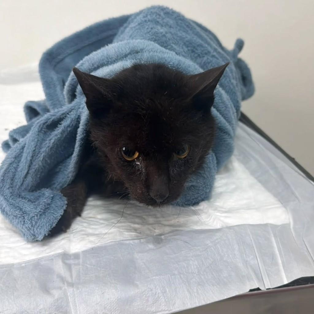 Black, gato de porte pequeno para adoção em Erechim - RS
