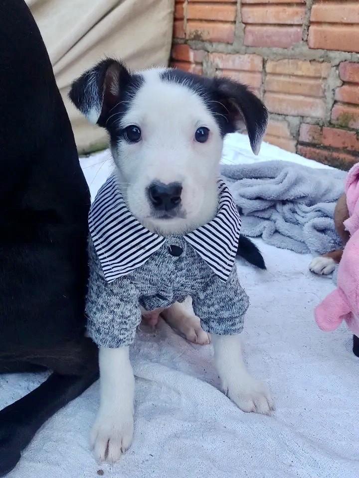 Gabriel, cachorro de porte médio para adoção em Erechim - RS