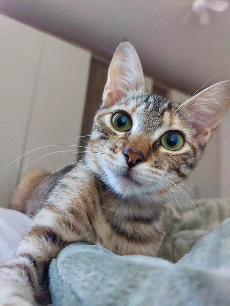 Tigrada, gato de porte pequeno para adoção em Erechim - RS