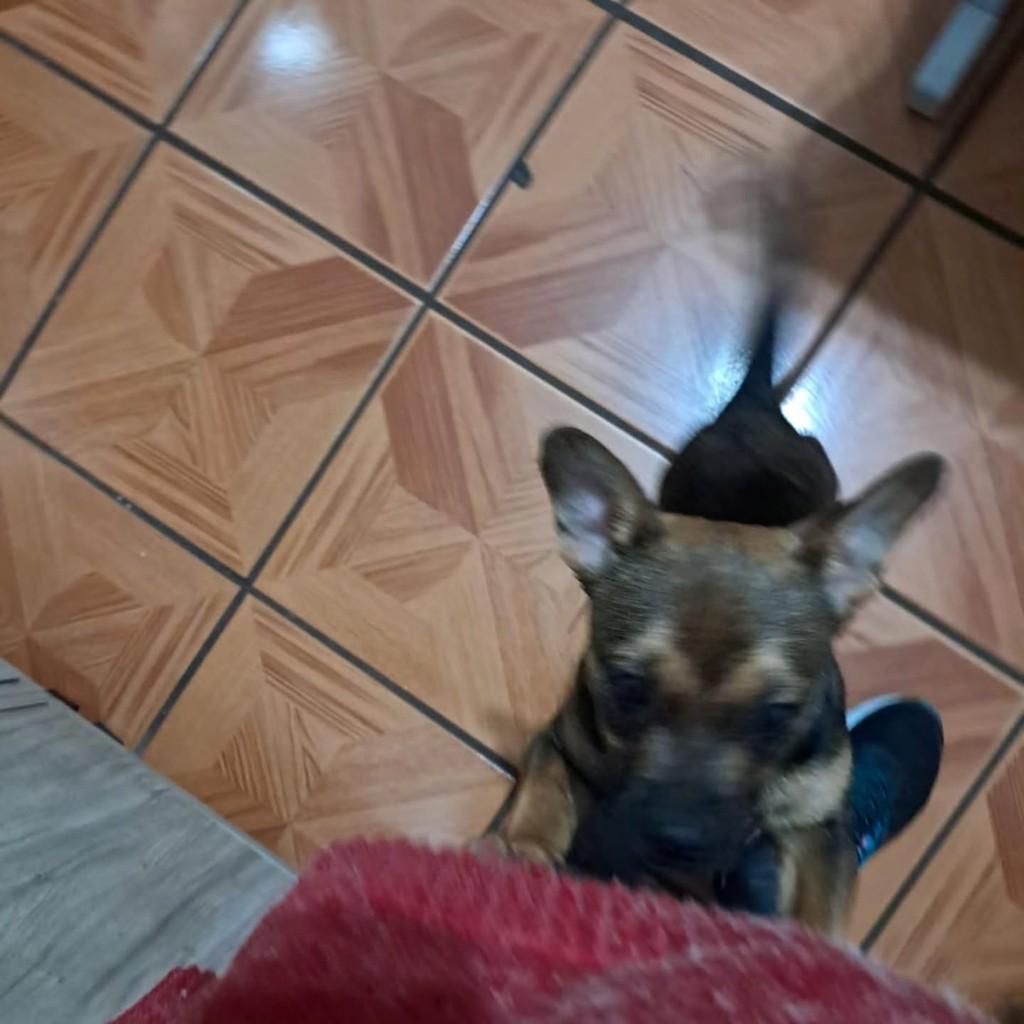 Cachorrinha, cadela de porte pequeno para adoção em Erechim - RS