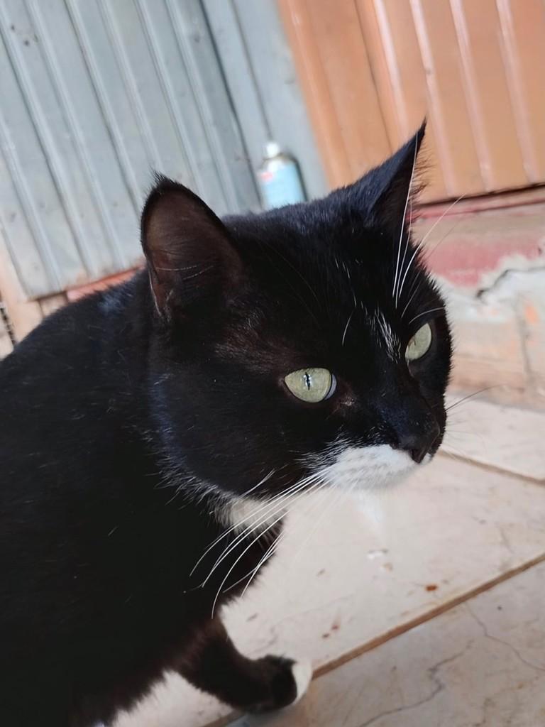Frajolinha, gato de porte médio para adoção em Erechim - RS