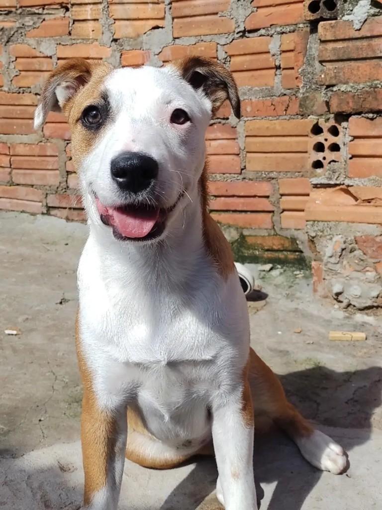 Juju, cadela de porte médio para adoção em Erechim - RS
