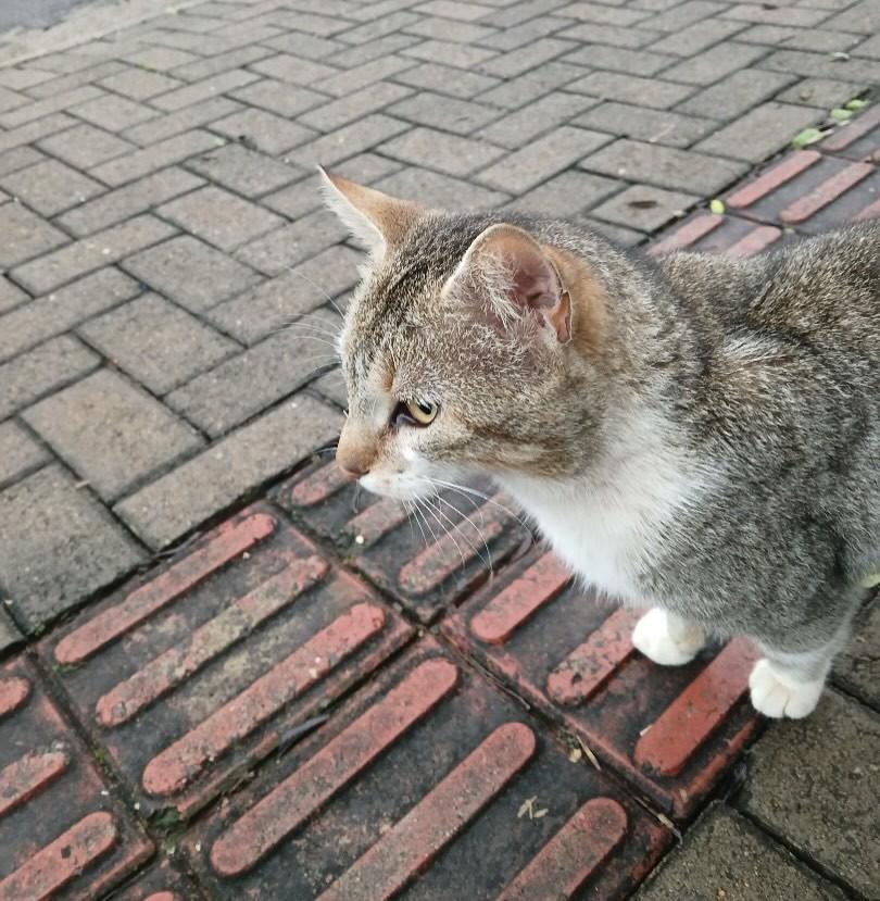 Benicio, gato de porte pequeno para adoção em Erechim - RS