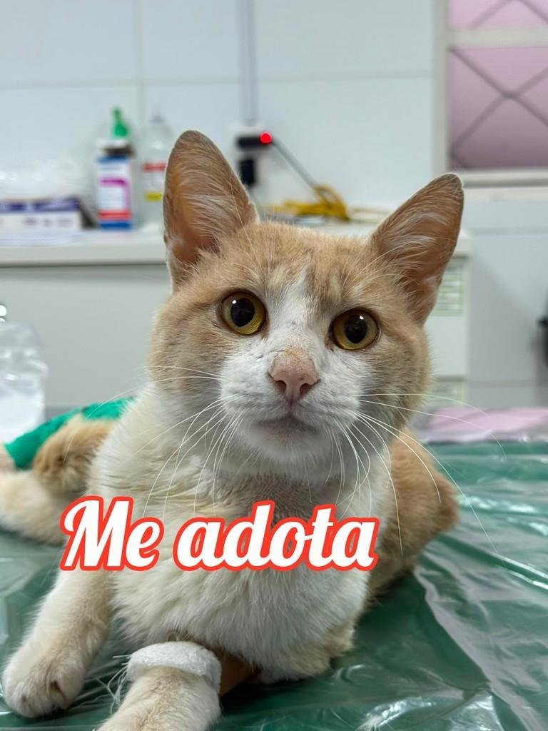 Mocca, gato de porte médio para adoção em Erechim - RS