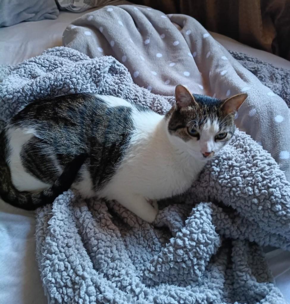 Lindão, gato de porte médio para adoção em Erechim - RS