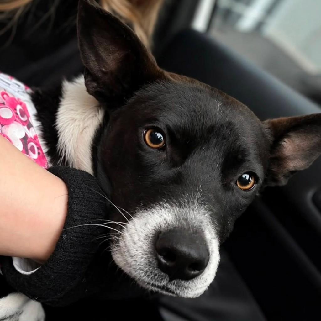 Layla, cadela de porte pequeno para adoção em Erechim - RS