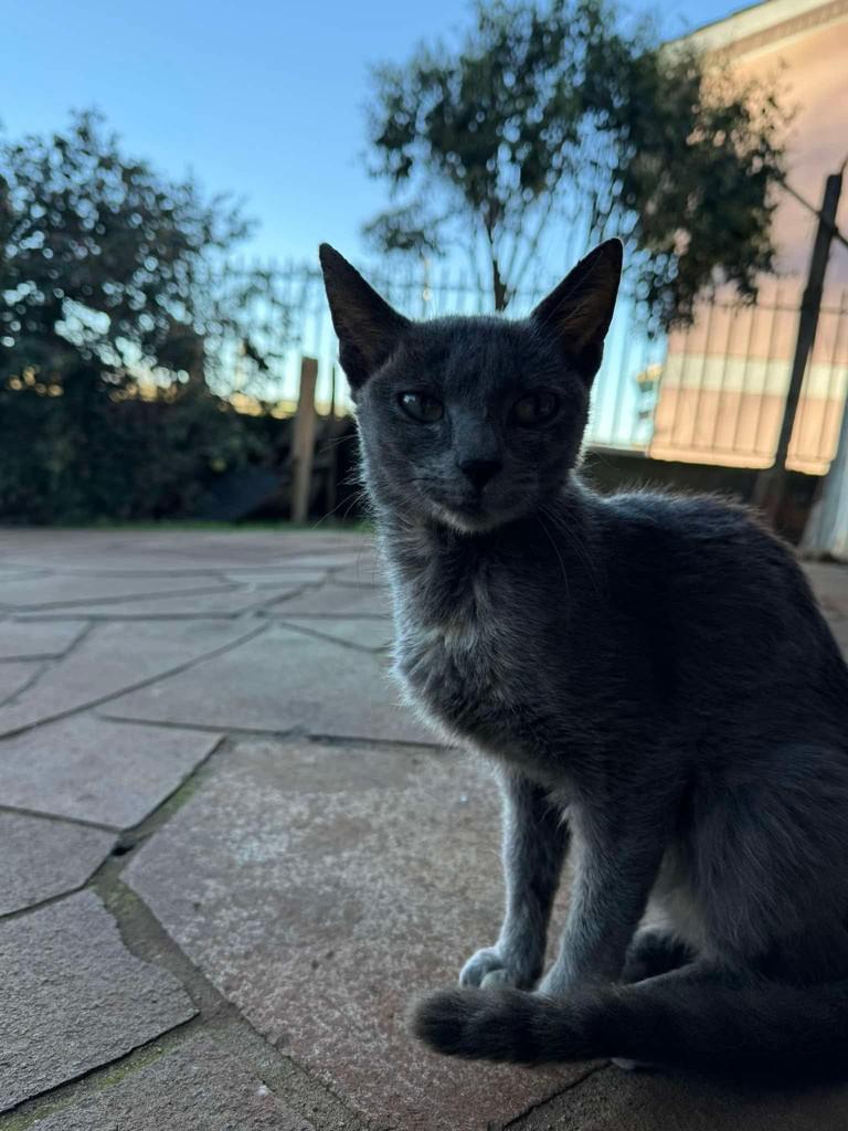 Mocinha, gato de porte pequeno para adoção em Erechim - RS