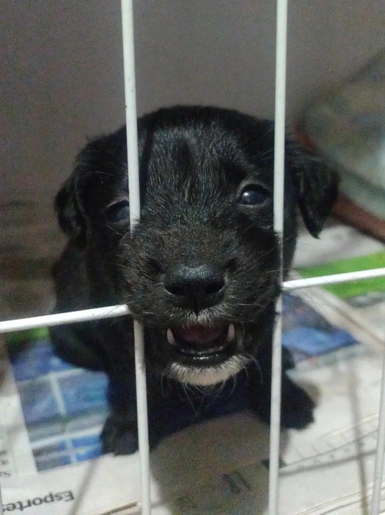 Billie, cadela de porte médio para adoção em Erechim - RS