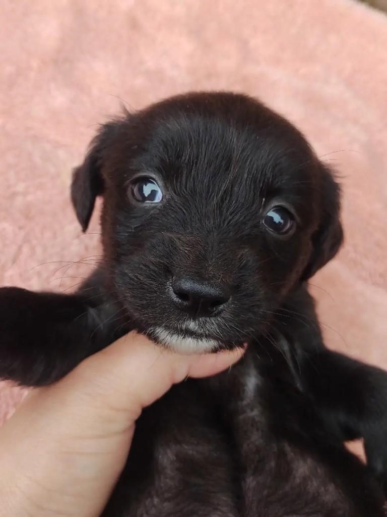 Billie, cadela de porte médio para adoção em Erechim - RS — foto 2 de 2