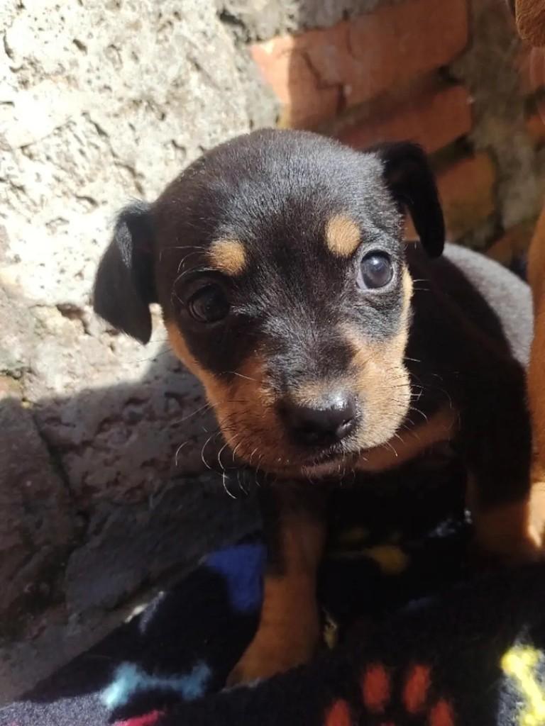 Siena, cachorro de porte pequeno para adoção em Erechim - RS
