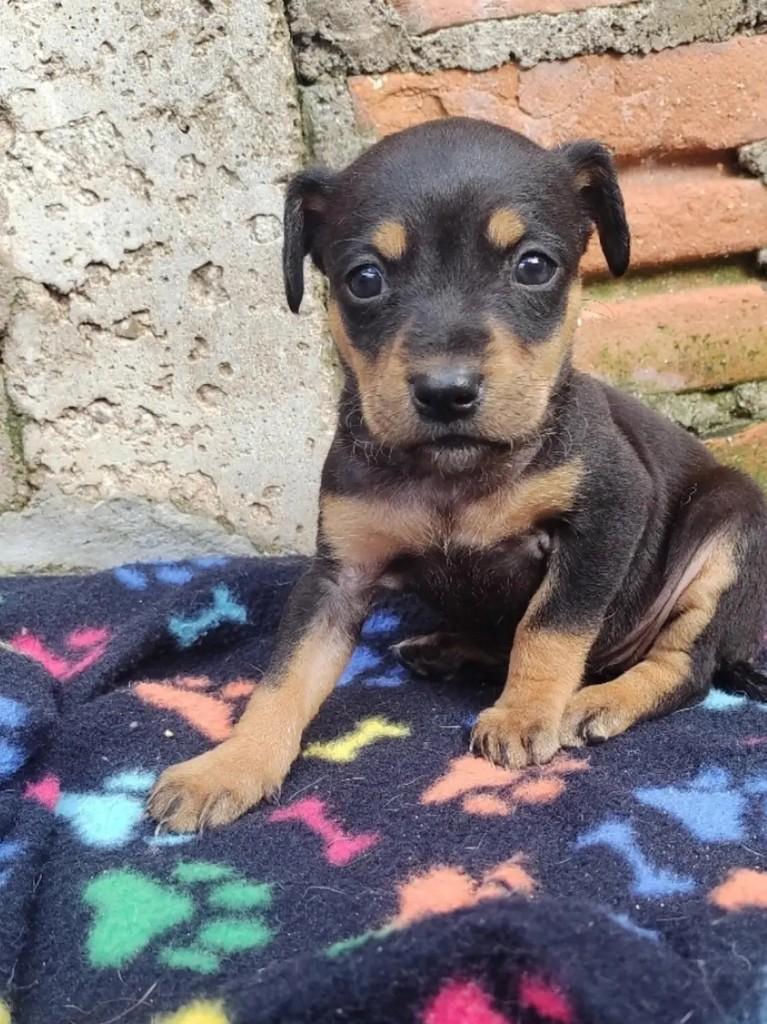Siena, cachorro de porte pequeno para adoção em Erechim - RS — foto 2 de 3