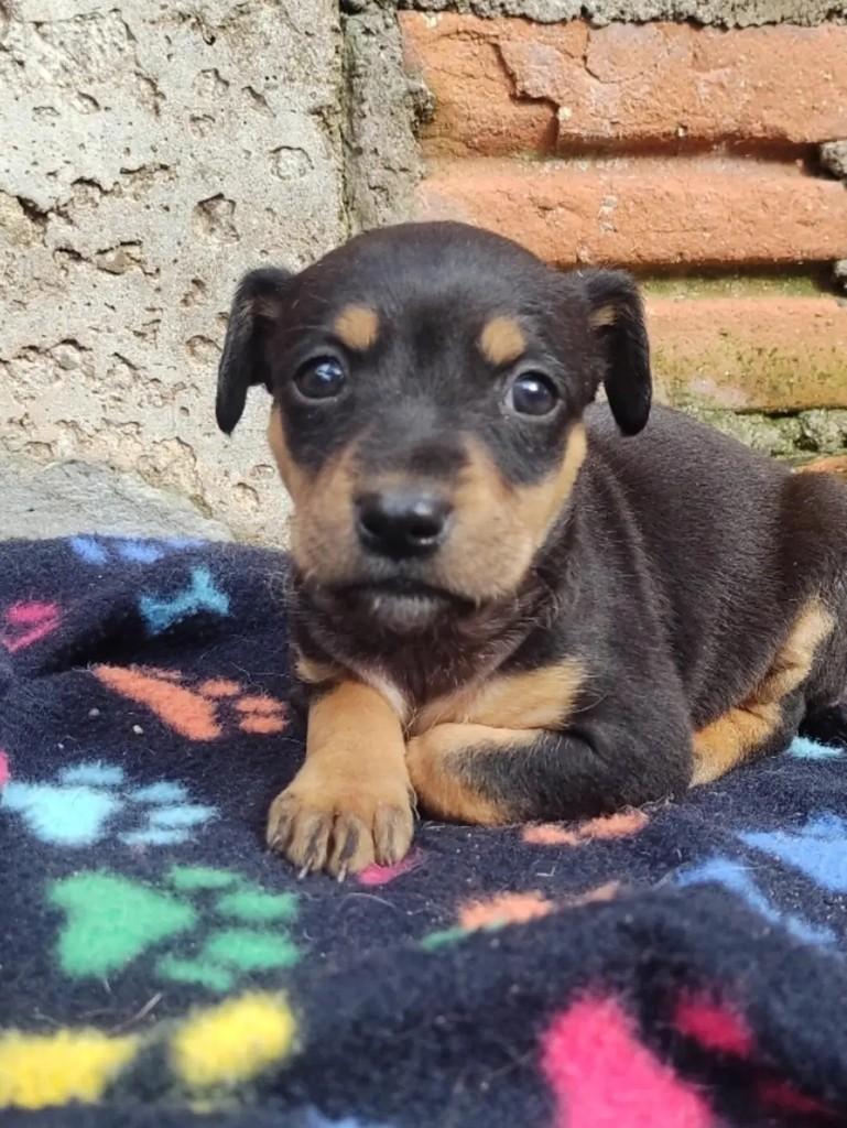 Siena, cachorro de porte pequeno para adoção em Erechim - RS — foto 3 de 3