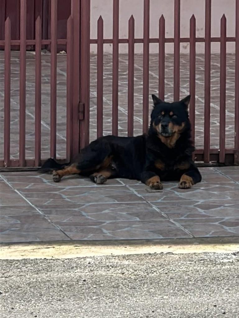 Mocinha Linda, cachorro de porte médio para adoção em Erechim - RS
