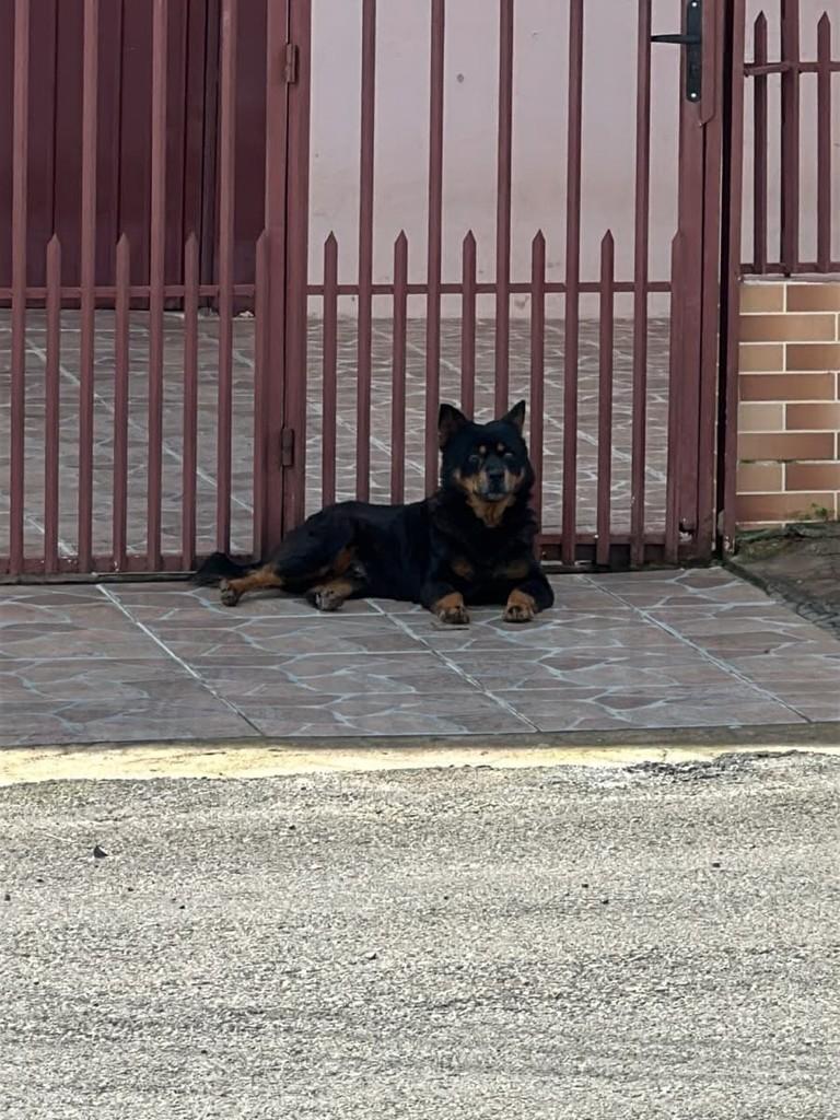 Mocinha Linda, cachorro de porte médio para adoção em Erechim - RS — foto 2 de 2