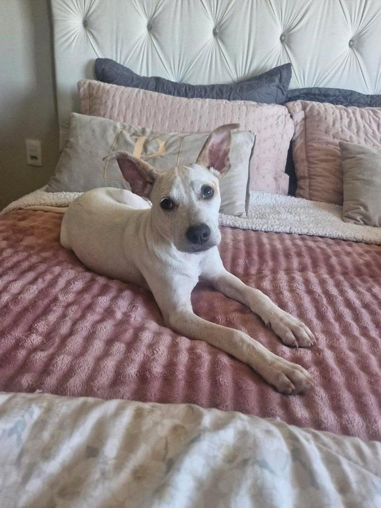Mocinho Lindo, cachorro de porte médio para adoção em Erechim - RS
