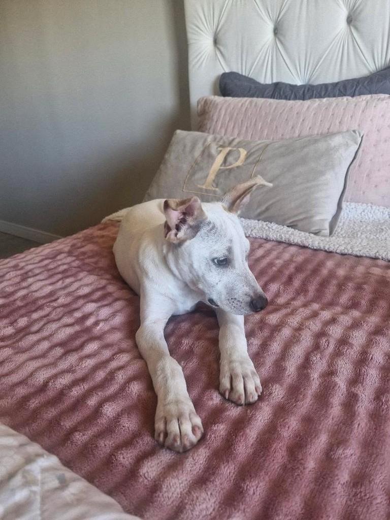 Mocinho Lindo, cachorro de porte médio para adoção em Erechim - RS — foto 2 de 5