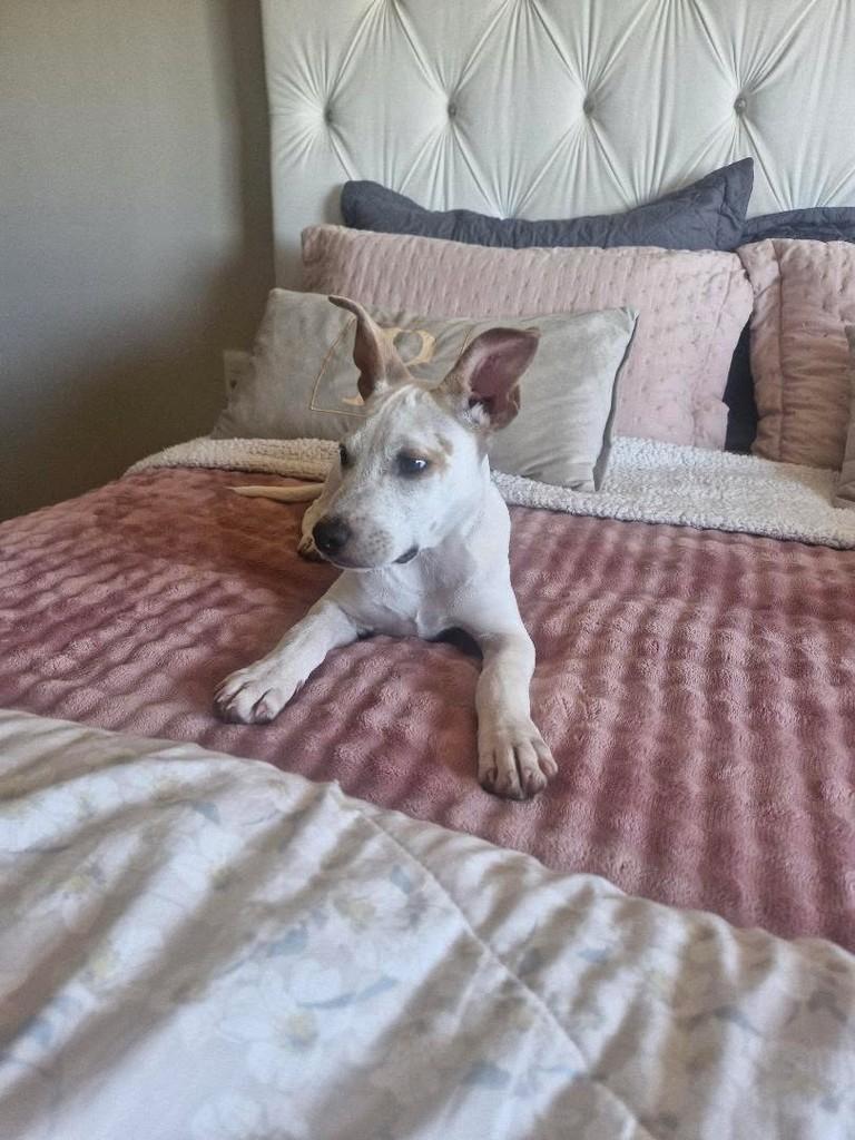 Mocinho Lindo, cachorro de porte médio para adoção em Erechim - RS — foto 3 de 5