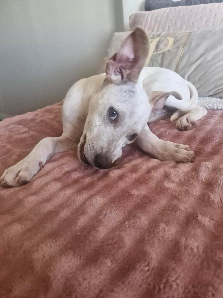 Mocinho Lindo, cachorro de porte médio para adoção em Erechim - RS — foto 4 de 5