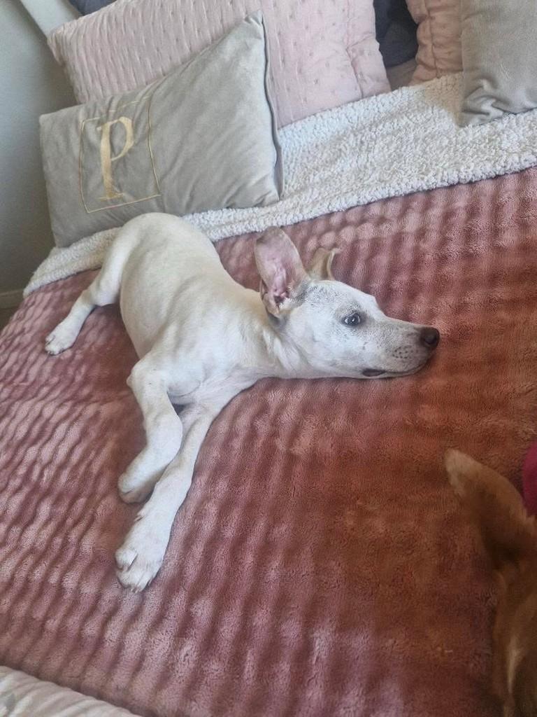 Mocinho Lindo, cachorro de porte médio para adoção em Erechim - RS — foto 5 de 5
