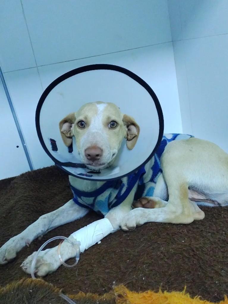 Clara, cachorro de porte pequeno para adoção em Erechim - RS