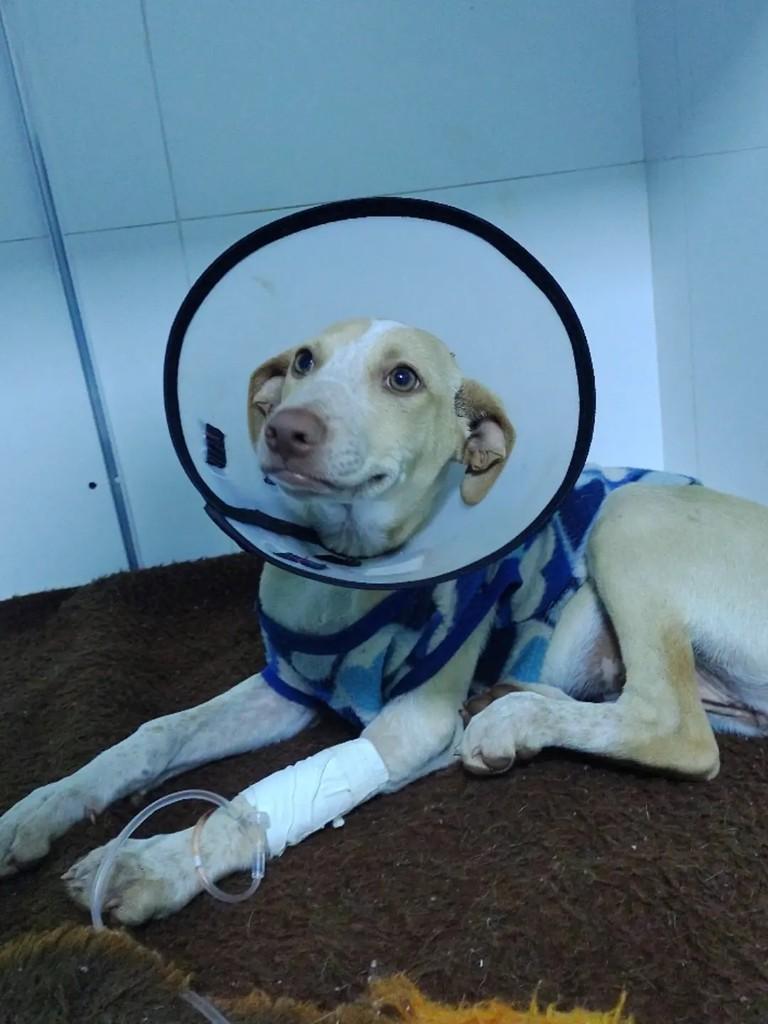 Clara, cachorro de porte pequeno para adoção em Erechim - RS — foto 2 de 2