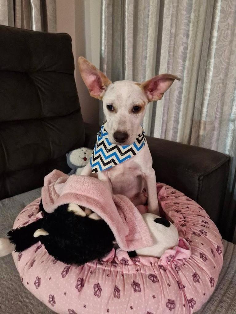 Romeu, cachorro de porte médio para adoção em Erechim - RS