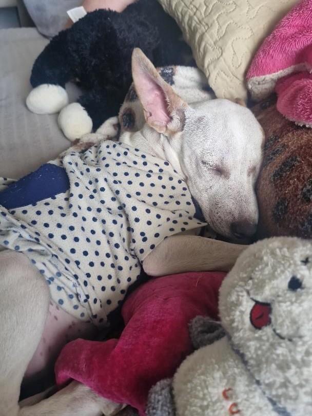 Romeu, cachorro de porte médio para adoção em Erechim - RS — foto 2 de 3