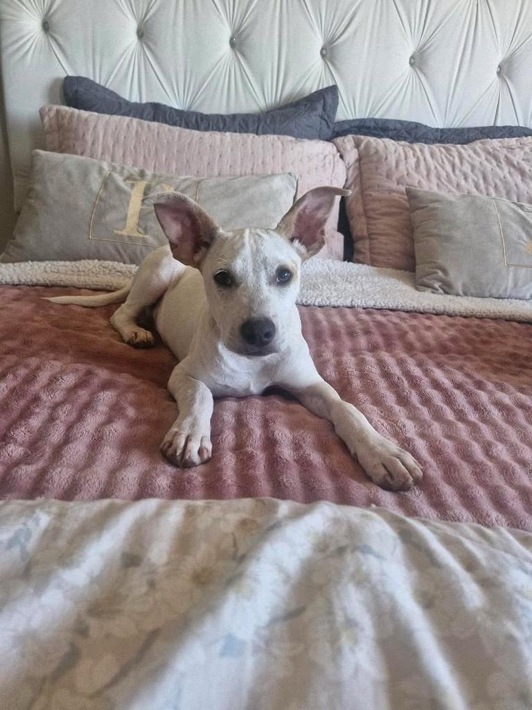 Romeu, cachorro de porte médio para adoção em Erechim - RS — foto 3 de 3