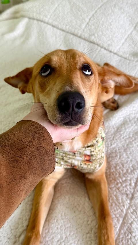 Caramela, cachorro de porte grande para adoção em Erechim - RS