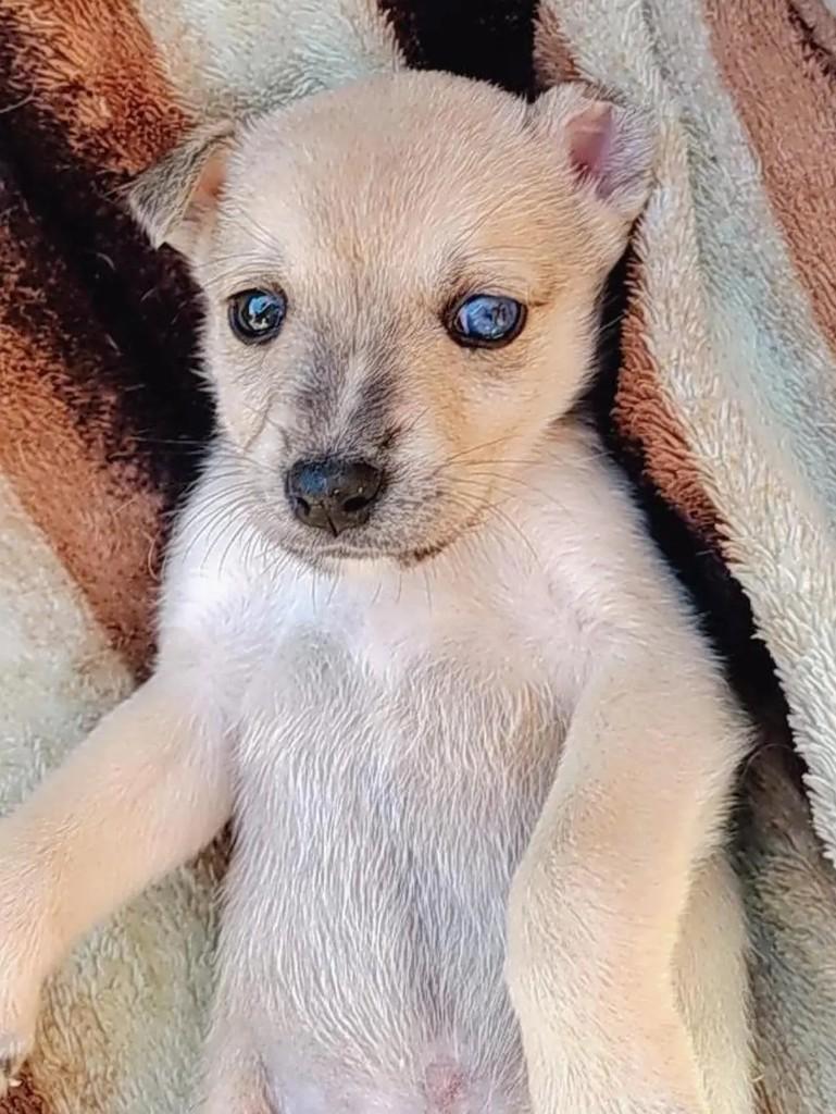 Ricardo, cachorro de porte médio para adoção em Erechim - RS