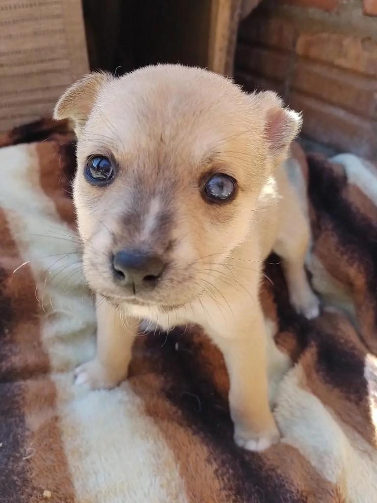 Ricardo, cachorro de porte médio para adoção em Erechim - RS — foto 2 de 5