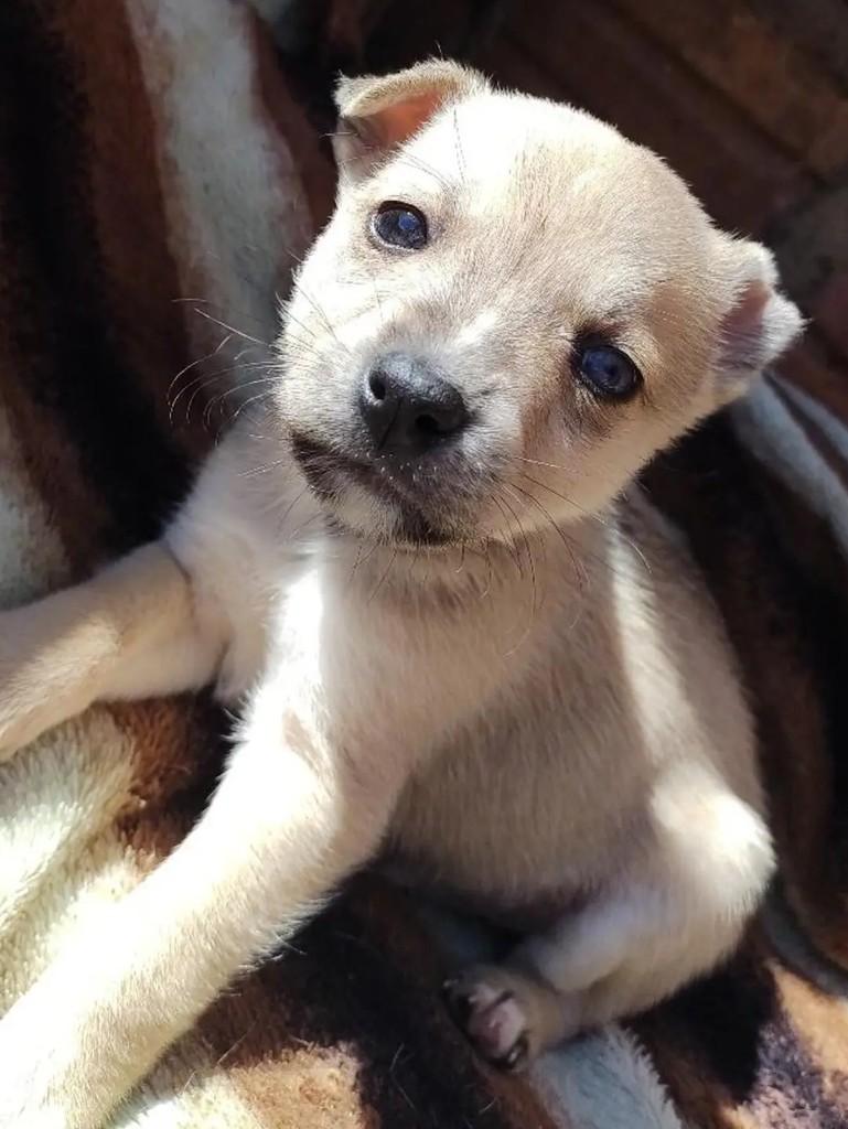 Ricardo, cachorro de porte médio para adoção em Erechim - RS — foto 3 de 5