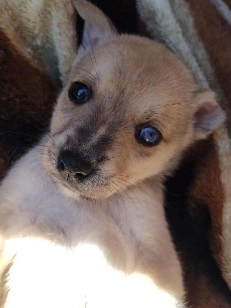 Ricardo, cachorro de porte médio para adoção em Erechim - RS — foto 4 de 5