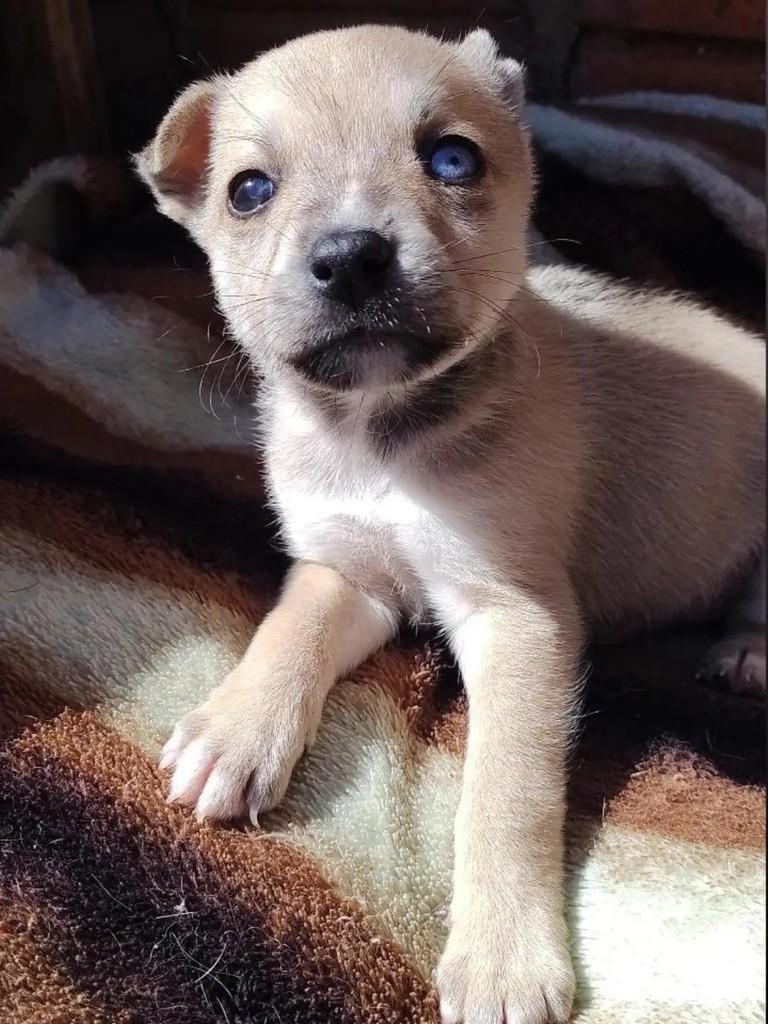 Ricardo, cachorro de porte médio para adoção em Erechim - RS — foto 5 de 5