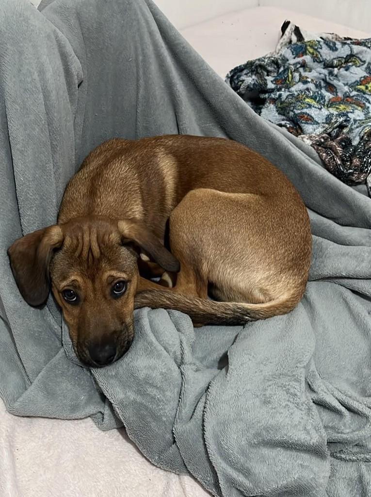 Jack, cachorro de porte grande para adoção em Erechim - RS