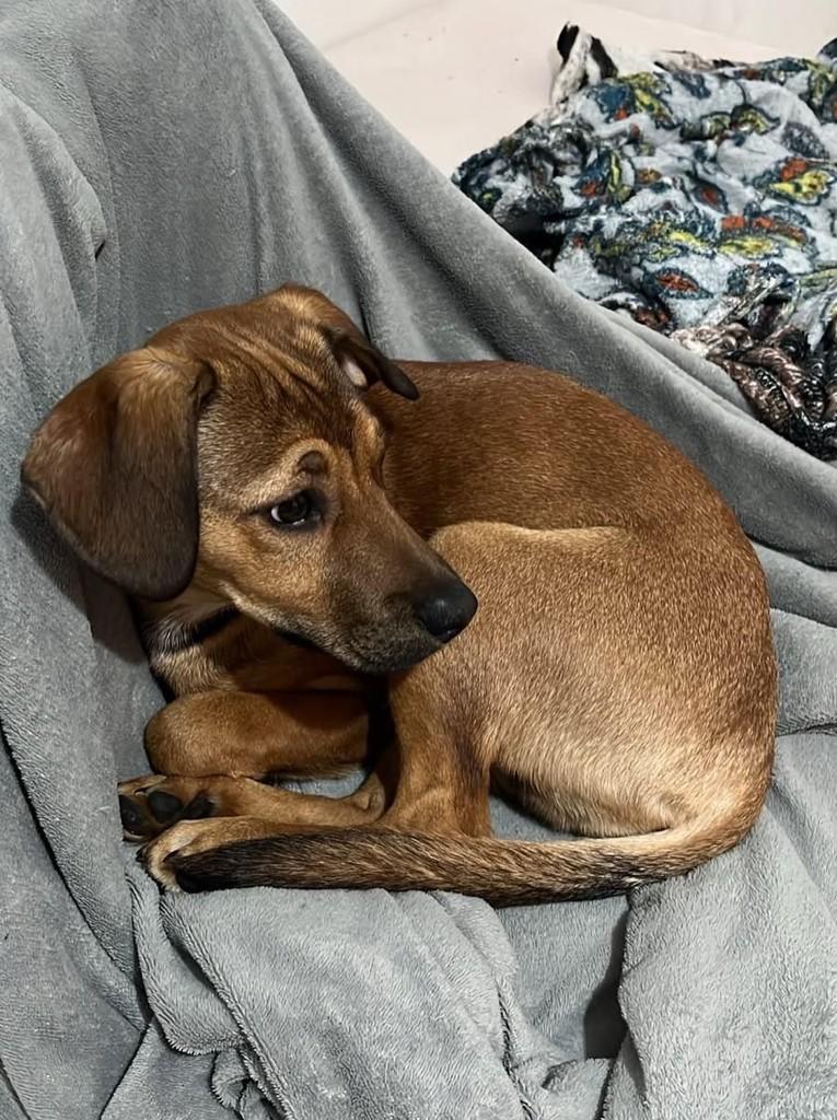 Jack, cachorro de porte grande para adoção em Erechim - RS — foto 2 de 2