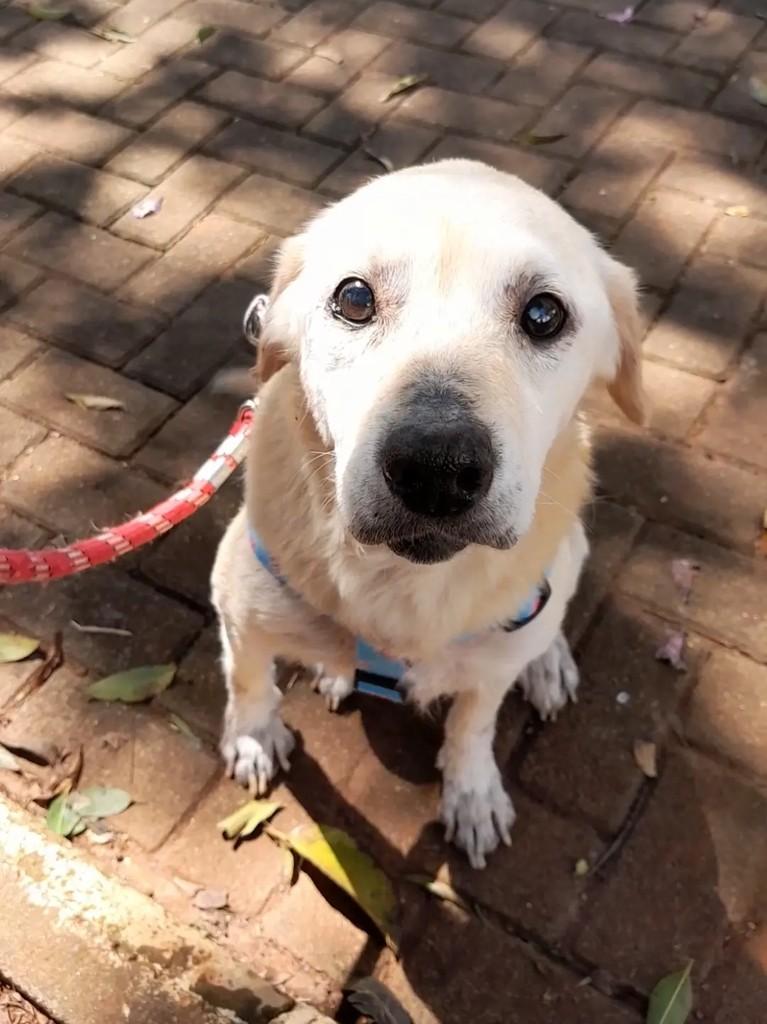 Mateus, cachorro de porte médio para adoção em Erechim - RS — foto 2 de 4