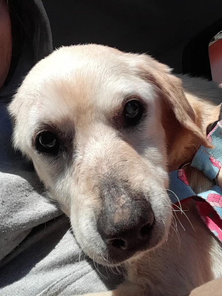 Mateus, cachorro de porte médio para adoção em Erechim - RS — foto 3 de 4